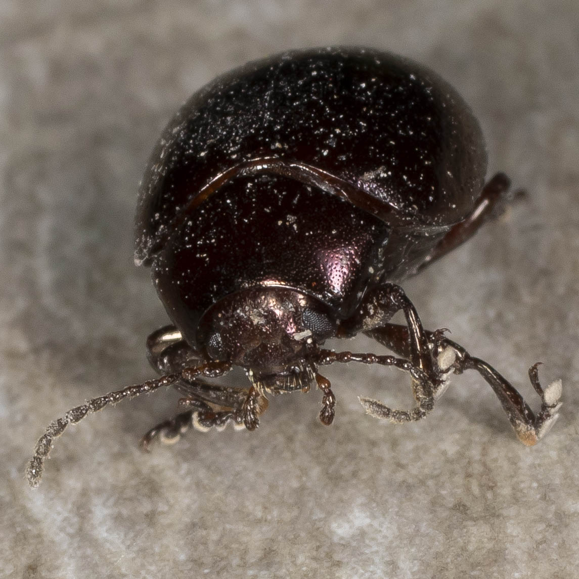 Chrysomelidae: Chrysolina crassicollis?